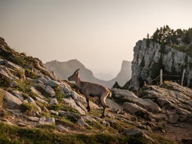 Image for: Wildlife observing from Beatenberg (Return)