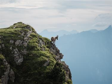 Image for: Wildlife observing from Beatenbucht (Return)